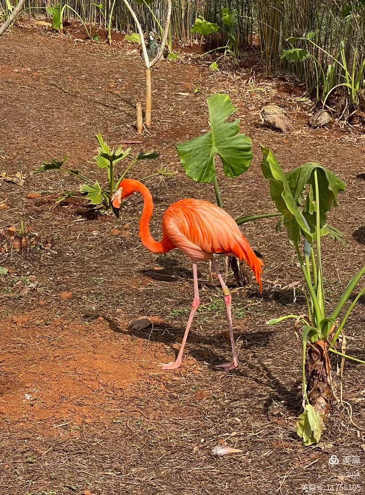 海南热带野生动植物园